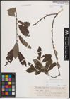 Foto von Salix cinerea L.